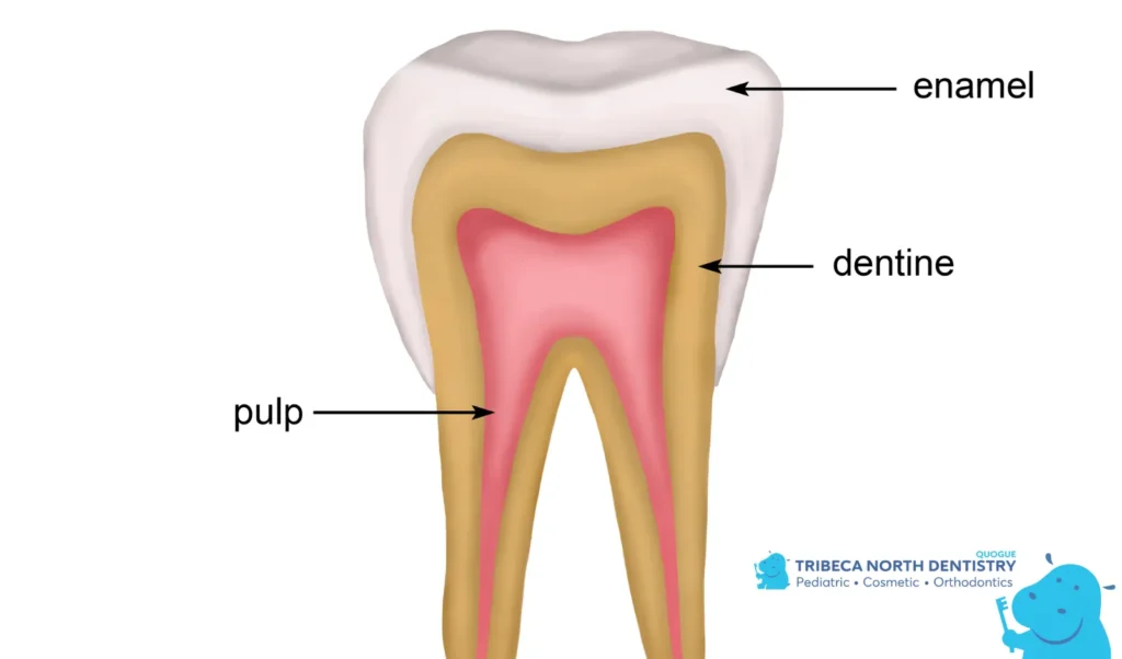 Understanding a Chipped Tooth